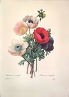 P J Redoute Flowers Anemone Simplex Botanical Art Original Book Plate Print 7