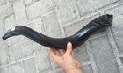 Yemenite Kudu Horn Shofar 20  -24   New Kosher Made In Jerusalem   Free Shipping