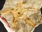 Huge  440 Million Year Old  Starfish Fossil Ordovician Morocco 2323gr