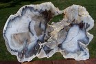 Sis  Stunning 15  Wendover Nv Petrified Wood Round - Sky Blue   White Wood Grain
