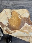 Trilobites-aphelaspis Brachyphasis -conasauga Form  Mid Cambrian- Georgia  ga3 