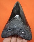 Megalodon Shark Tooth - 4 20  - Real Fossil Shark Teeth - No Restorations