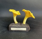 Vintage Deyrolle Chanterelle Mushroom Model Euros French Botanical 9cm