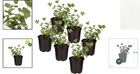 Live Aromatic And Healthy Herb - Eucalyptus 6 Per Pack  Assorted Varieties -    