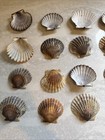 Lot Of 20 Scallop Shells Sea Decor Beach Crafts Souvenir 3    X 3   