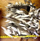 Feathers By  Turkey  White Dove  Homing Pigeon  And  Umbrella Cockatoo    Oh My 