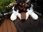 A Bass Pro Shops Large Timber Wolf Plush Stuffed Animal 26   Realistic Read