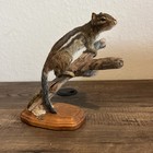 Chipmunk On Base   Taxidermy
