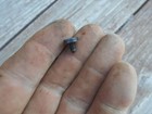 Brazilian Model 1908 08 34 7mm Mauser Stock Rear Sight Handgaurd Locking Screw