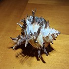 Spiny Spiky Murex Sea Shell Specimen With Hermit Crab