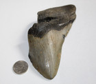 Megalodon Shark Tooth Fossil No Repair Natural 5 14  Huge Beautiful Tooth