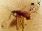 A101 Bu3545 Lacewing In Authentic Burmese Amber Burmite  99 Mya