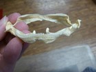 Sj140-30  Rare 3  Wide Gulper Shark Jaw Sharks Centrophorus Granulosus Taxidermy