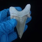 Natural Shark Fossil Teeth Rare Otodus Obliquus Tooth Marine Megalodon Fossils