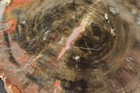 Petrified Wood Round Circle Cliffs Utah Polished 4 1x2 7x0 6 