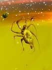 Fossil Amber Insect Burmite Burmese Cretaceous Many Insect Myanmar