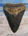Megalodon Shark Tooth 4 3 4  Shark Teeth Giant Jaw Fossil Stunning Color  real