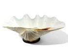 Beautiful Large Natural Clam Shell Bowl Tridacna Gigas On Glass Base 14    X 9   