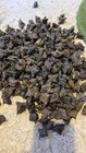Lot Of 10 Devil   s  Pods  Bat Nuts   Dried Water Chestnut Nut  Caltrops