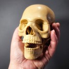 Exploded Skull  15 Piece Mini Human Skull Medical Model  5 75 Inch