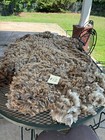 Targhee Raw Wool Fleece  12  Lt Gray