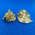 Pterynotus Miyokoae Murex Natural Conch Unique Seashell Rare Real Aquarium 2  In