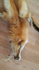 3 Red Fox Fur Throw Pelt Rug Hide Taxidermy Sheds Antlers Whitetail Mule Mount