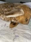 Vintage Steiff Lorli Fawn Laying Down Spotted Deer Ear Tag 1831 38 Curled Up