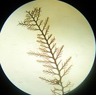 Antique Microscope Slide  Red Hair Algae Polysiphonia Parasitica