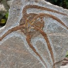 Fossil Starfish Brittle Star Ophiuroids Serpent Stars Echinoderms   Sea Fossil 