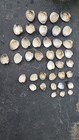 Large Clam Shells     Cleaned  Natural Beach Decor Shell For Diy Or Jewelry