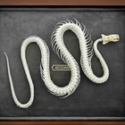 Taxidermy Real Animals Skull Decor - Model Animals Bones Specimen taxidermy S   