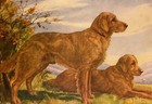 Vintage 1934 Golden Retriever - Langley  - Custom Matted - Dog Art Print Gift