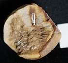 Nodule With Rare Belinurus Trilobitoides Fossil Horseshoe Crab  Not Mazon Creek