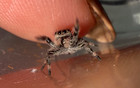 Regal Jumping Spider I5