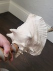 Vintage Pink Conch Shell Night Table Desk Nautical Lamp Light Seashell Wood Base