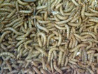 100 - Live Mealworms - Reptile Food