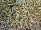 1000 - Live Mealworms - Reptile Food