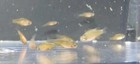  6  Celestial Pearl Danio-galaxy Rasbora High Quality -  Pennsylvania Bred