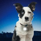 Nite Ize Spotlit Led Collar Light - White  3-pack 