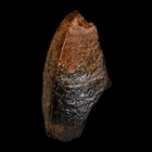 1 5  Tyrannosaurus Rex Fossil Tooth Section Lance Creek Cretaceous Dinosaur Wy