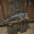 7lbs Bass Fish Taxidermy Wall Mount Trophy On Driftwood Wood Plaque