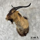  30262 N   Feral Goat Taxidermy Shoulder Mount For Sale