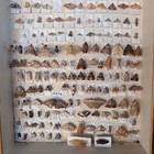Entomology Pinned Insects Sulawesi