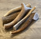 Large Elk deer Antler Premium Dog Chew  1pc    oregon Antler Works  