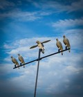 Mojo Outdoors 4-pack Realistic Dove Decoys With Clip-on Mount One Size  Grey