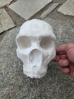 Neanderthal Skull Homo Neanderthalensus Realistic High Precision Replica White
