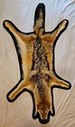 North American Coyote Taxidermy Flat Rug Felt Backed Rug Wall Hanging Gorgeous 