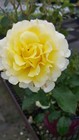 Live Plant From Green Promise Farms Easy Elegance Roses Rosa Ee Yellow