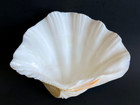 Giant Natural Clam Shell Tridacna Gigas Decorative Bowl Ocean Display 9  X 6 5 